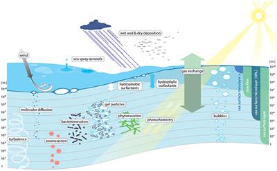 The Ocean's Vital Skin: Toward an Integrated Understanding of the Sea Surface Microlayer